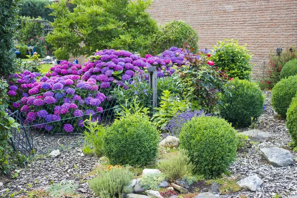 Bush van Hortensia bloemen — Stockfoto