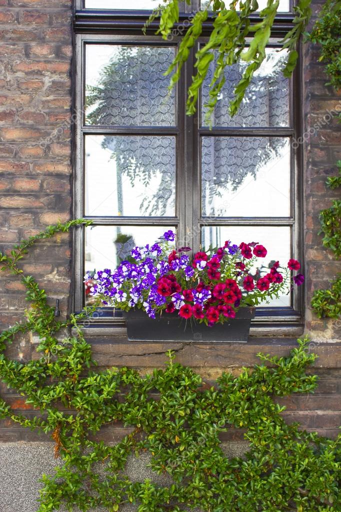 Wand mit Fenstern und Blumenkästen mit blühenden Pflanzen ... Wand mit Fenstern und Blumenkästen mit blühenden Pflanzen ...