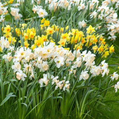 Bahçedeki narsisli çiçekler - bahar zamanı