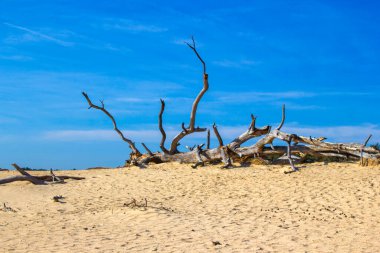 Hollanda 'daki Ulusal Park Hoge Veluwe manzarası.