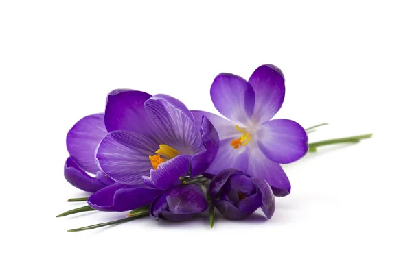 Crocus One First Spring Flowers White — Stock Photo, Image