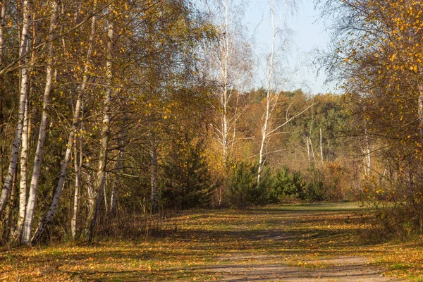 Krajobraz Parku Narodowym Maasduinen Holandii — Zdjęcie stockowe