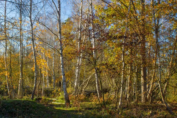 Park Narodowy Maasduinen Holandii Las Brzozowy — Zdjęcie stockowe