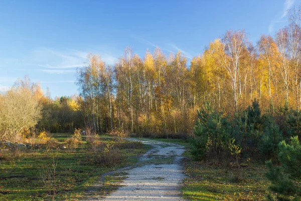 Krajobraz Parku Narodowym Maasduinen Holandii — Zdjęcie stockowe