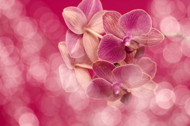 Güzel pembe orkide - Bokeh 'li falaenopsis