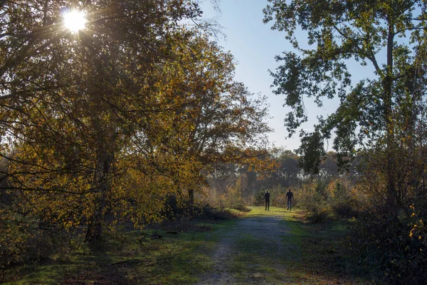 Hollanda Daki Maasduinen Ulusal Parkı Nda Manzara — Stok fotoğraf