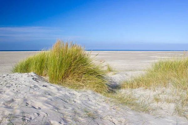 Αμμόλοφοι Renesse Zeeland Ολλανδία — Φωτογραφία Αρχείου