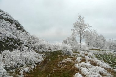 Soğuk ağaçlarla kaplı kış manzarası, yeni bir günün kışın sabahı.