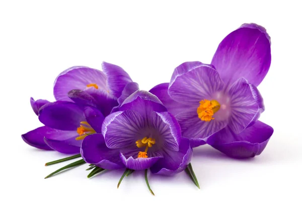 Krokus Bloemen Een Van Eerste Lentebloemen — Stockfoto