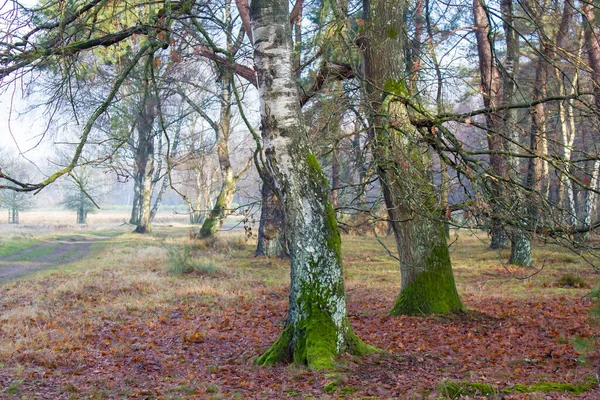 Téli Természet Táj Ködös Erdő Brachter Wald Németországban — Stock Fotó