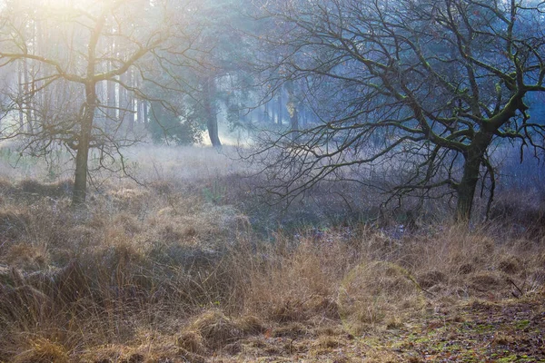 Téli Természet Táj Ködös Erdő Brachter Wald Németországban — Stock Fotó
