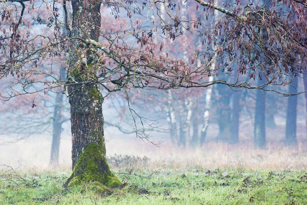 Mglisty Las Brachter Wald Niemczech — Zdjęcie stockowe