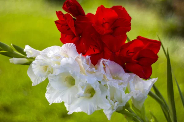 White Red Gladiolus Garden — Stock Photo, Image