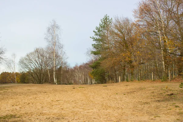 Krajobraz Parku Narodowym Maasduinen Holandii — Zdjęcie stockowe