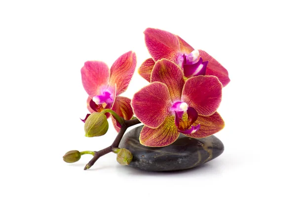 Színes Orchidea Masszázs Fehér Háttér — Stock Fotó