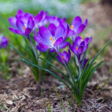 Crocus - ilkbahar çiçeklerinden biri.