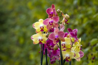 Güzel orkide çiçekleri - falaenopsis