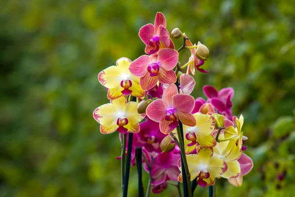 Hermosas Flores Orquídea Phalaenopsis — Foto de Stock