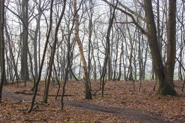 Zimowy Krajobraz Przyrody Mglisty Las Brachter Wald Niemczech — Zdjęcie stockowe