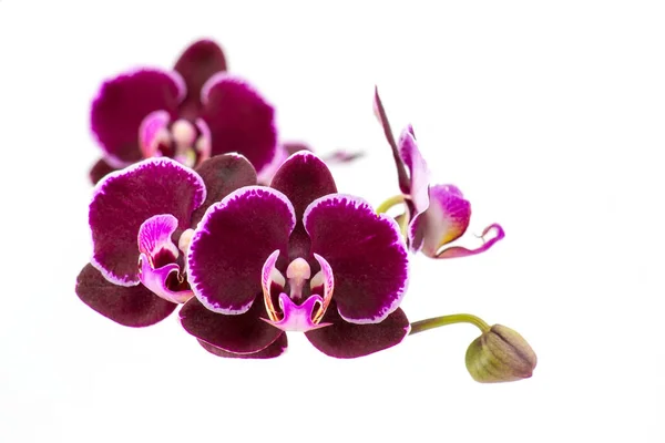 Hermosa Orquídea Rosa Phalaenopsis Fondo Blanco — Foto de Stock