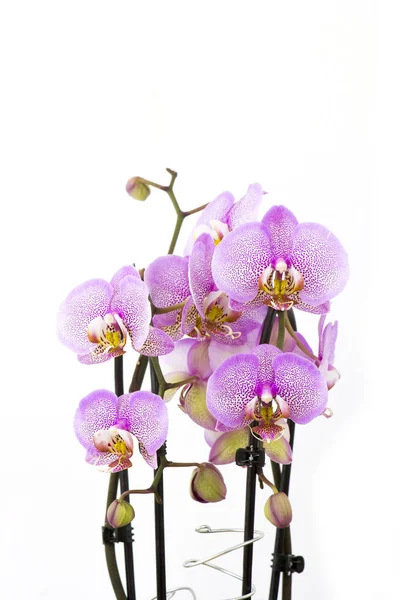 Hermosa Orquídea Rosa Una Olla Phalaenopsis Fondo Blanco — Foto de Stock