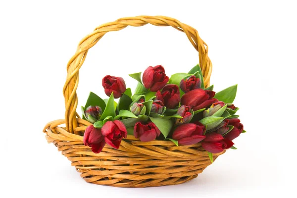 Rode Tulpen Een Mandje Witte Achtergrond — Stockfoto