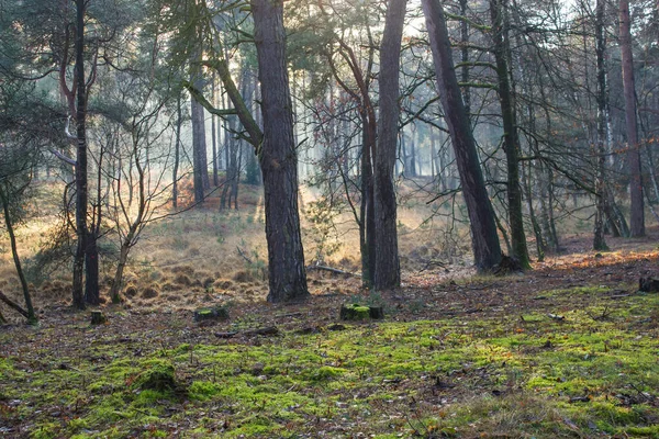 Téli Természet Táj Téli Erdő Brachter Wald Németországban — Stock Fotó