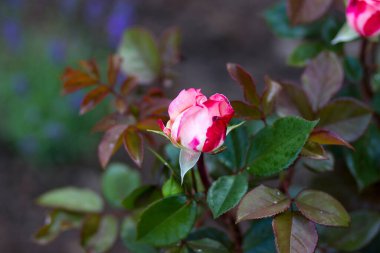 Bahçedeki güller - yumuşak odak