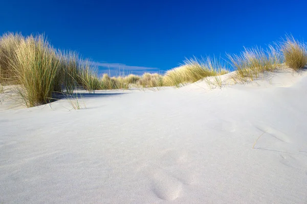 Les Dunes Renesse Zeeland Pays Bas — Photo