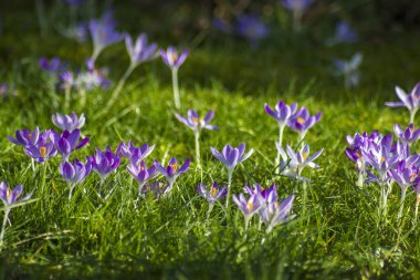 Crocus - ilkbahar çiçeklerinden biri.