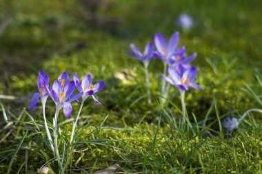 Crocus - ilkbahar çiçeklerinden biri - yumuşak odak