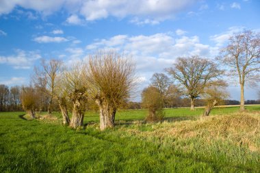 Salix caprea - söğüt ağacı. Bahar manzarası, Almanya 'nın çayırlarında çok sayıda söğüdün yetiştiğini gösteriyor.