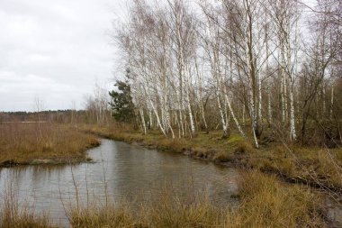 Hollanda 'daki Maasduinen Ulusal Parkı' nda manzara