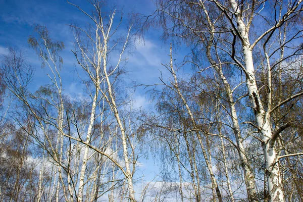 白桦树 春天的天空和云彩前的树木 — 图库照片
