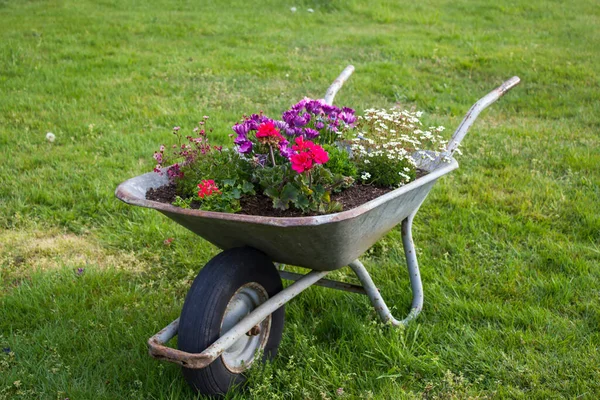 Brouette Avec Des Fleurs Dans Jardin — Photo