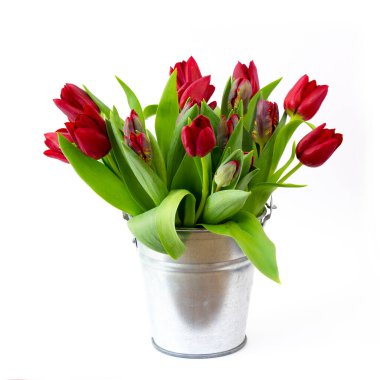 bir demet beyaz zemin üzerine kırmızı lale