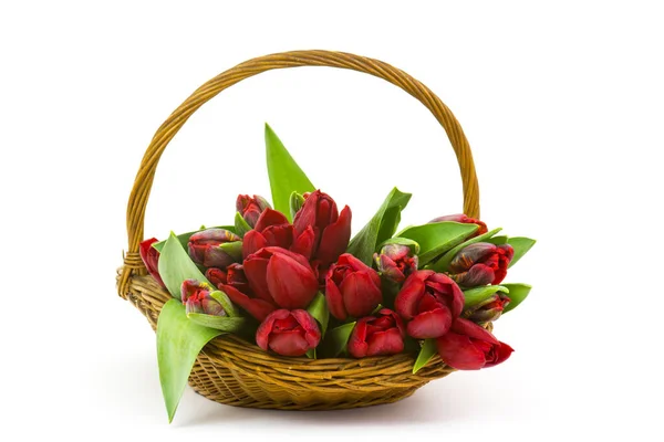 Red Tulips Basket White Background — Stock Photo, Image