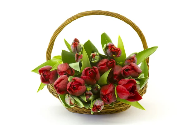 Red Tulips Basket White Background — Stock Photo, Image