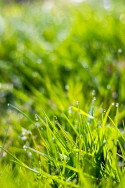 Taze yeşil çimenler. Yumuşak Odaklanma. Soyut Doğa Arkaplanı