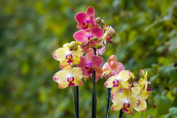 Hermosas Flores Orquídea Jardín Phalaenopsis — Foto de Stock