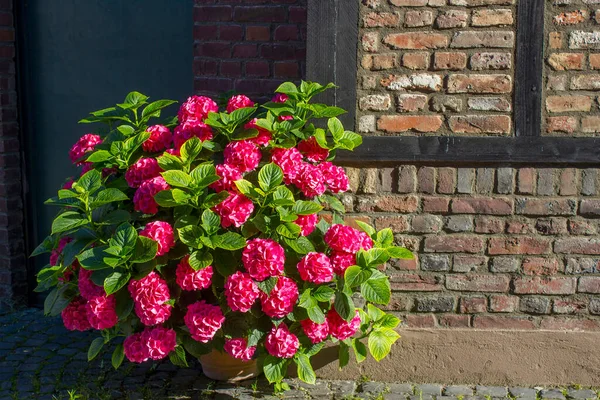 Bush Hortensia Flores Wachtendonk Alemanha — Fotografia de Stock