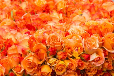 gül arkaplanı - turuncu güller