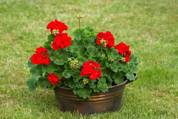 Pot Métal Avec Géranium Zonal Pelargonium Hortorum Avec Fleurs Rouges — Photo