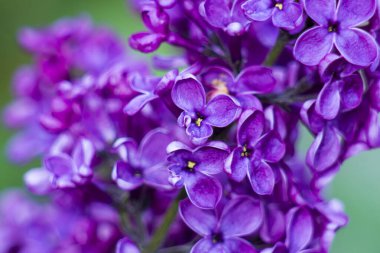 Çiçek açan leylak çiçekleri. Makro fotoğraf