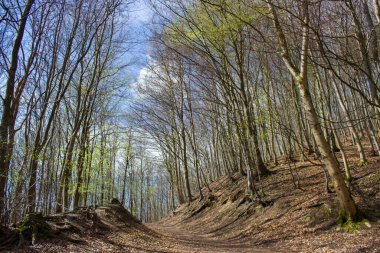 Siebengebirge Almanya 'sında Bahar Ormanı Yürüyüş Yolu Rheinsteig