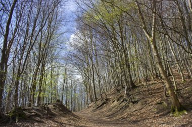 Siebengebirge Almanya 'sında Bahar Ormanı Yürüyüş Yolu Rheinsteig