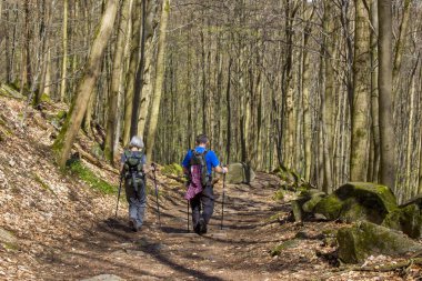 Siebengebirge Almanya 'sında Bahar Ormanı Yürüyüş Yolu Rheinsteig
