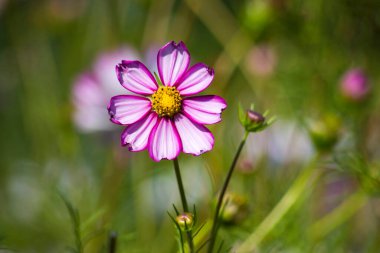 Kozmos çiçeği (Cosmos Bipinnatus)
