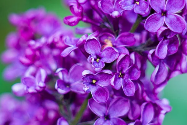 Fleurs Lilas Fleurs Macro Photo — Photo