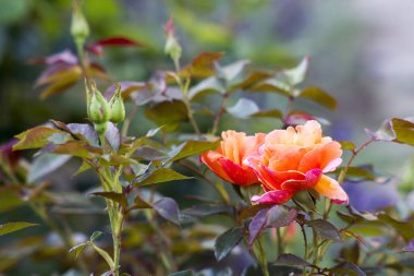 orange roses in the garden - close up